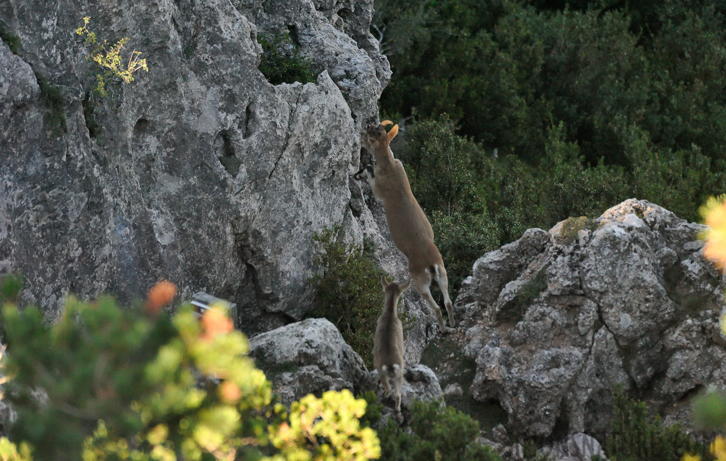 Capra pyrenaica hispanica [550 mm, 1/2500 sec at f / 7.1, ISO 6400]